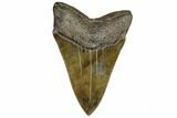 Sharp, Fossil Megalodon Tooth - Georgia #107238-2